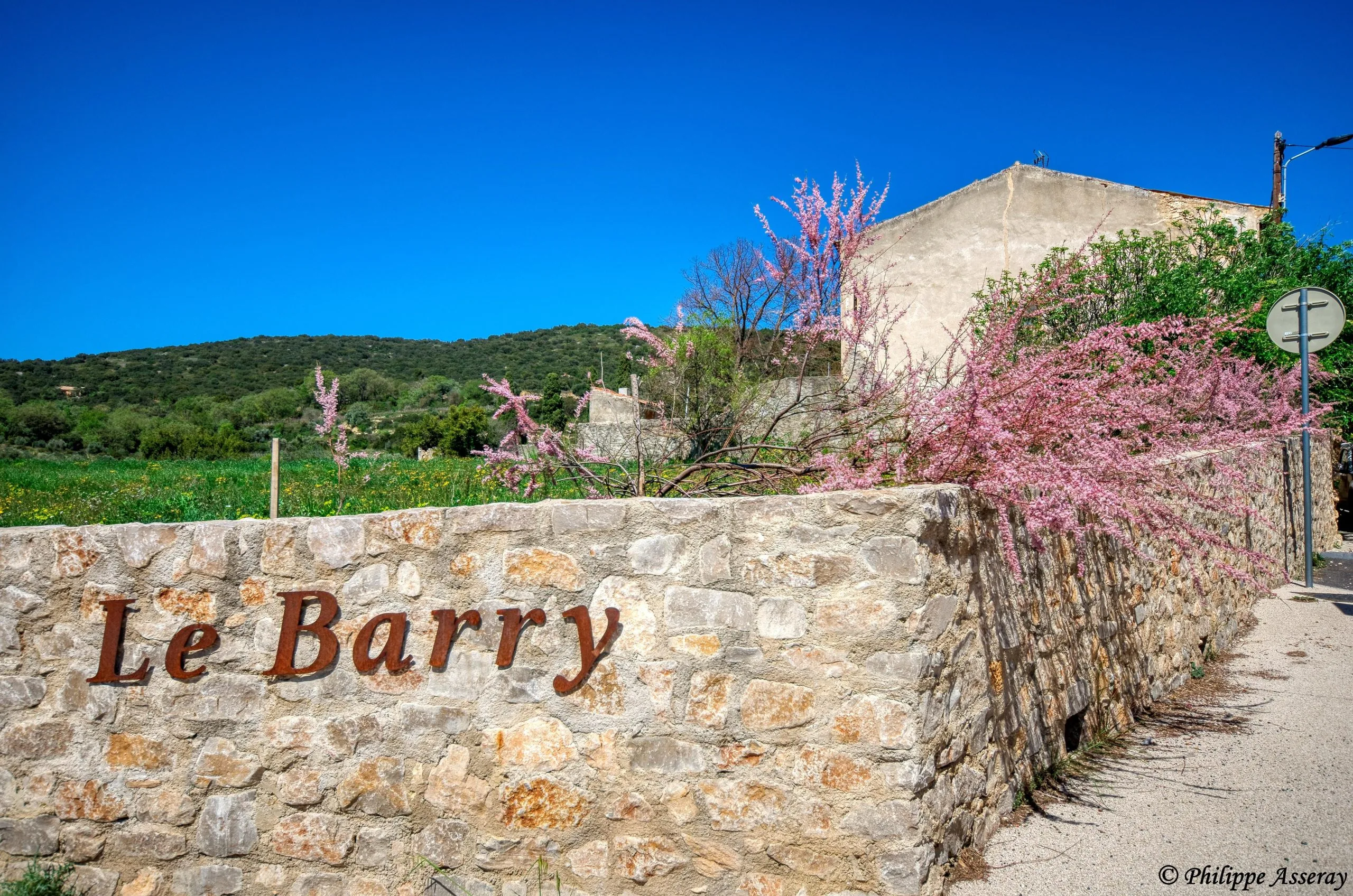 Le Barry, lieu-dit de Montpeyroux, mur de pierre et cerisier en fleurs